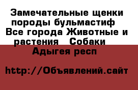 Замечательные щенки породы бульмастиф - Все города Животные и растения » Собаки   . Адыгея респ.